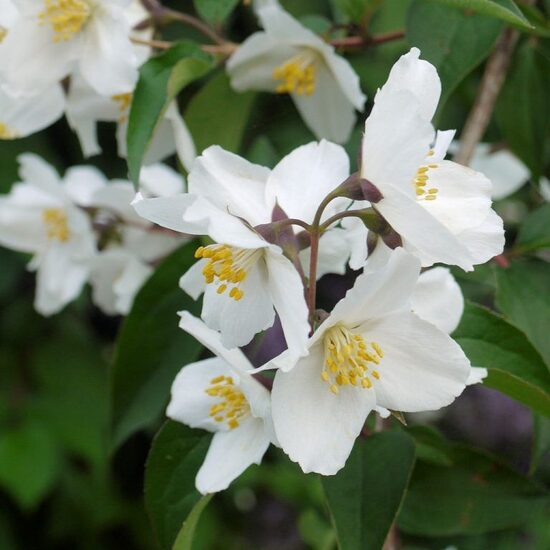 Philadelphus Starbright- filadelfs